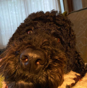 Meet your Posher, Gus